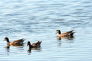 American Wigeon